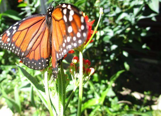 Mariposario Selva Viva